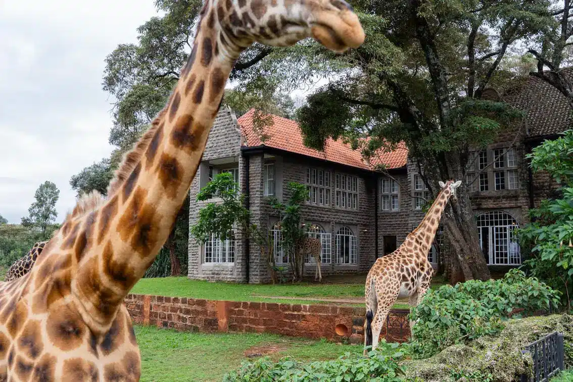 Giraffe Manor In Kenya 10 Giraffe Manor in Kenya