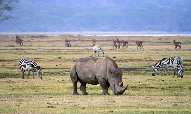 Best Time To Visit Tanzania For Safari - April
