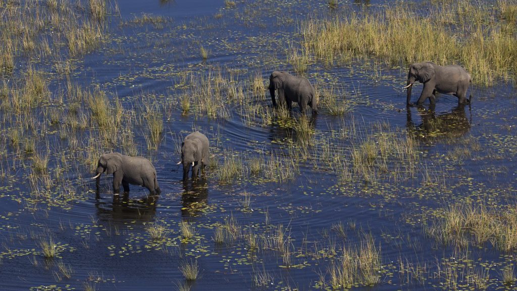 Botswana Safaris in January - Best time to visit Botswana for Safaris - Cheetah Safaris