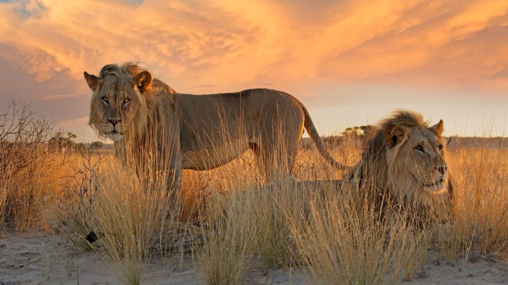 Botswana Safaris in April - Best time to visit Botswana for Safaris - Cheetah Safaris (2)