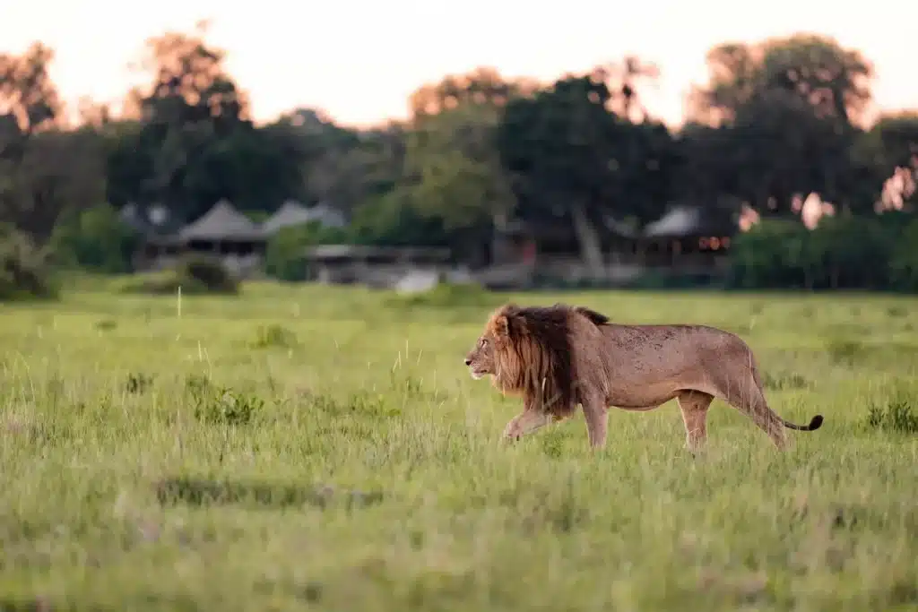 Botswana Safaris in December - Best time to visit Botswana for Safaris - Cheetah Safaris