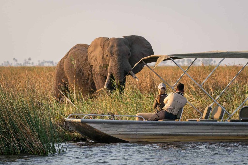 Botswana Safaris in February - Best time to visit Botswana for Safaris - Cheetah Safaris