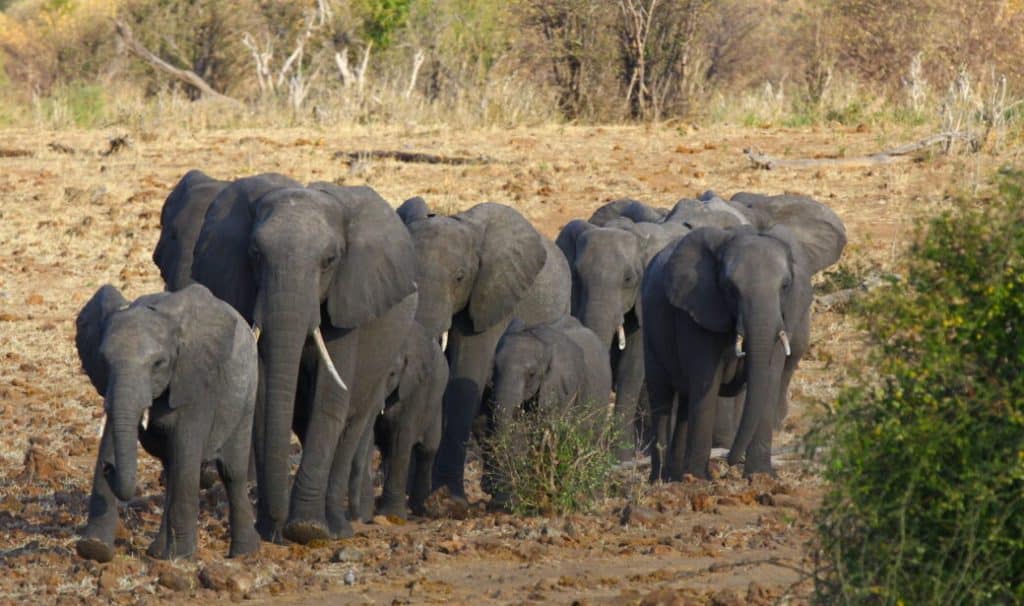 Botswana Safaris in October - Best time to visit Botswana for Safaris - Cheetah Safaris