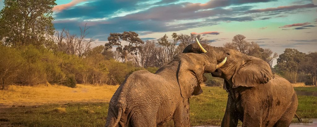 Botswana Safaris in September - Best time to visit Botswana for Safaris - Cheetah Safaris