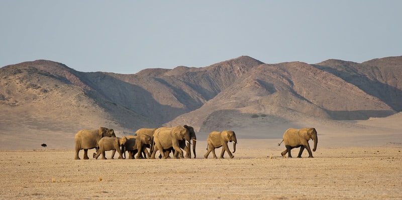 Best Time to Visit Namibia - August - Cheetah Safaris