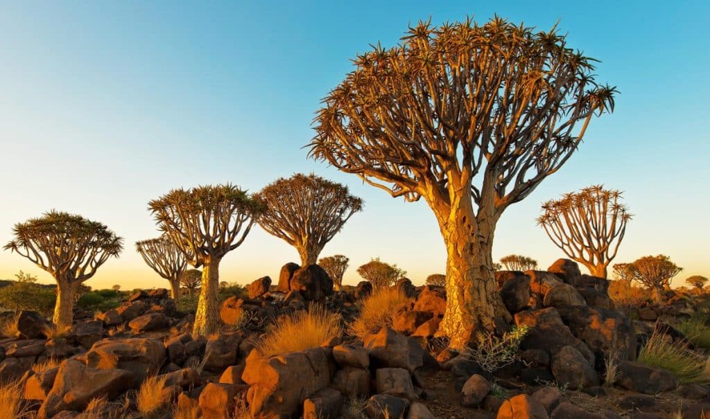 Best Time to Visit Namibia - December - Cheetah Safaris