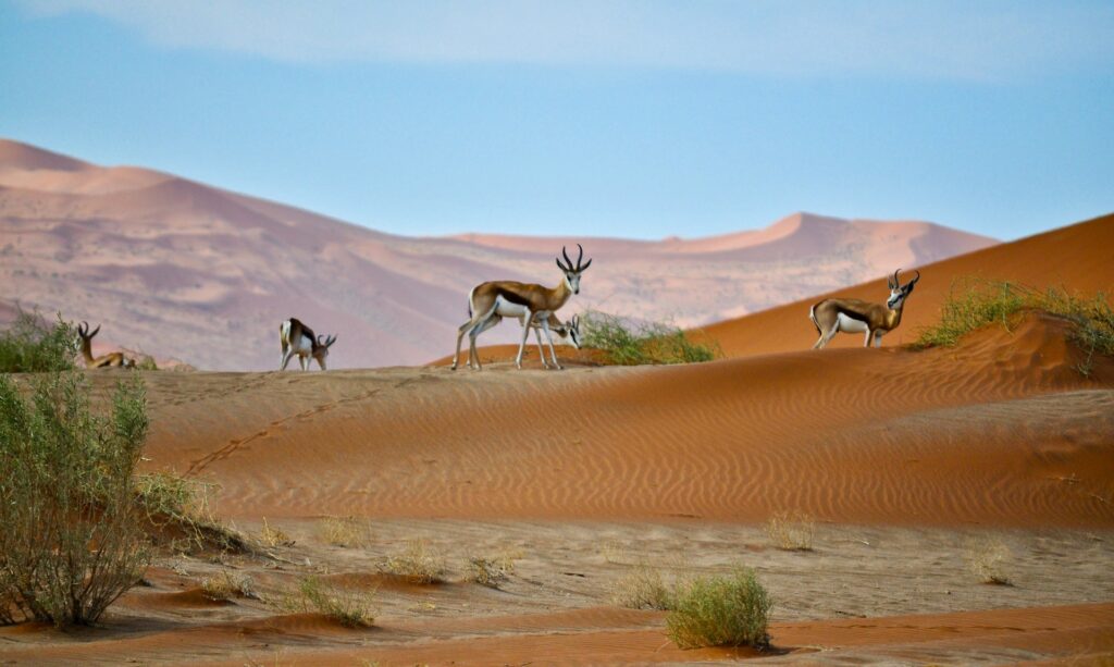 Best Time to Visit Namibia - December - Cheetah Safaris