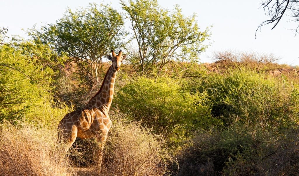 Best Time to Visit Namibia - January - Cheetah Safaris
