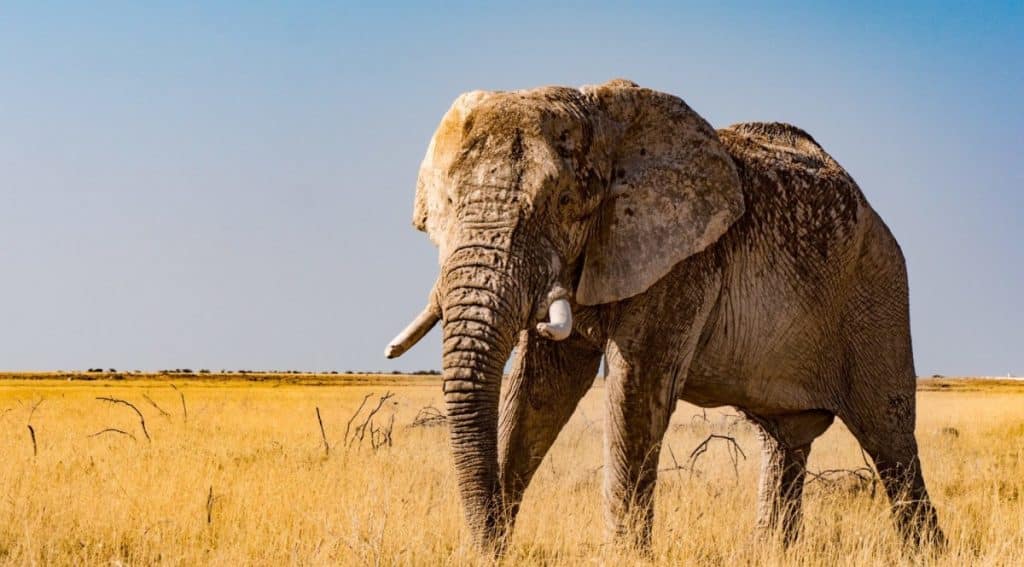 Best Time to Visit Namibia - March - Cheetah Safaris