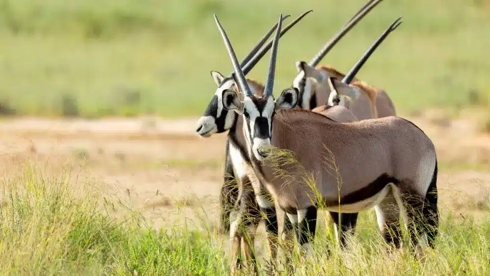 Best Time to Visit Namibia - October - Cheetah Safaris