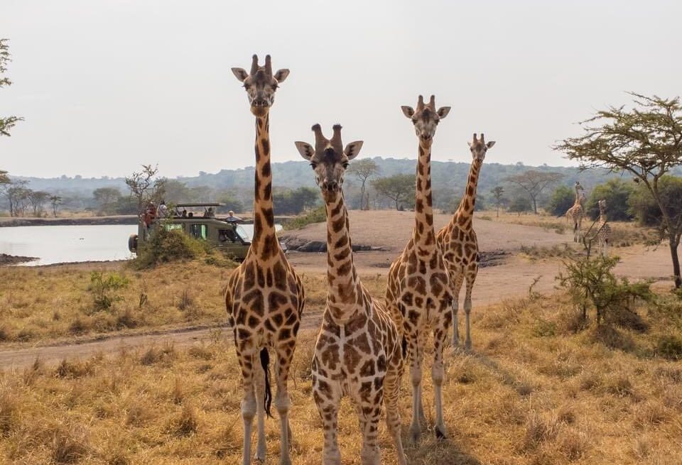 Best Time to Visit Uganda - July - Cheetah Safaris