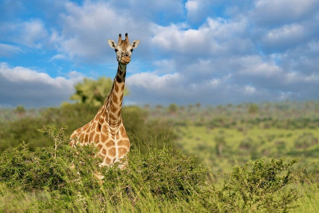 Best Time to Visit Uganda - November - Cheetah Safaris