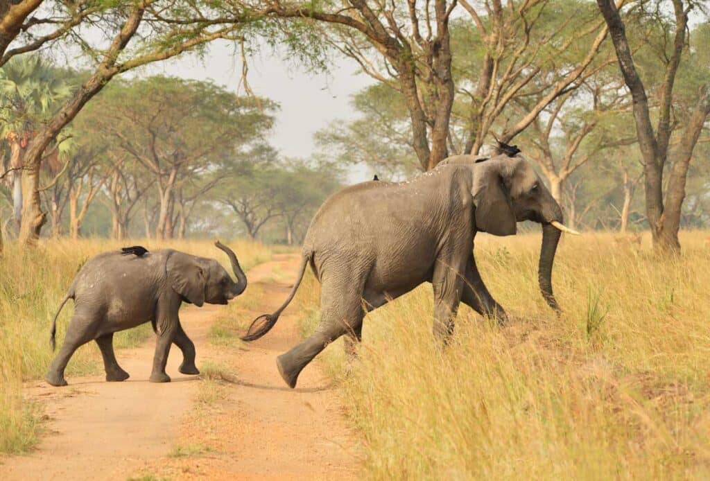 Best Time to Visit Uganda - October - Cheetah Safaris