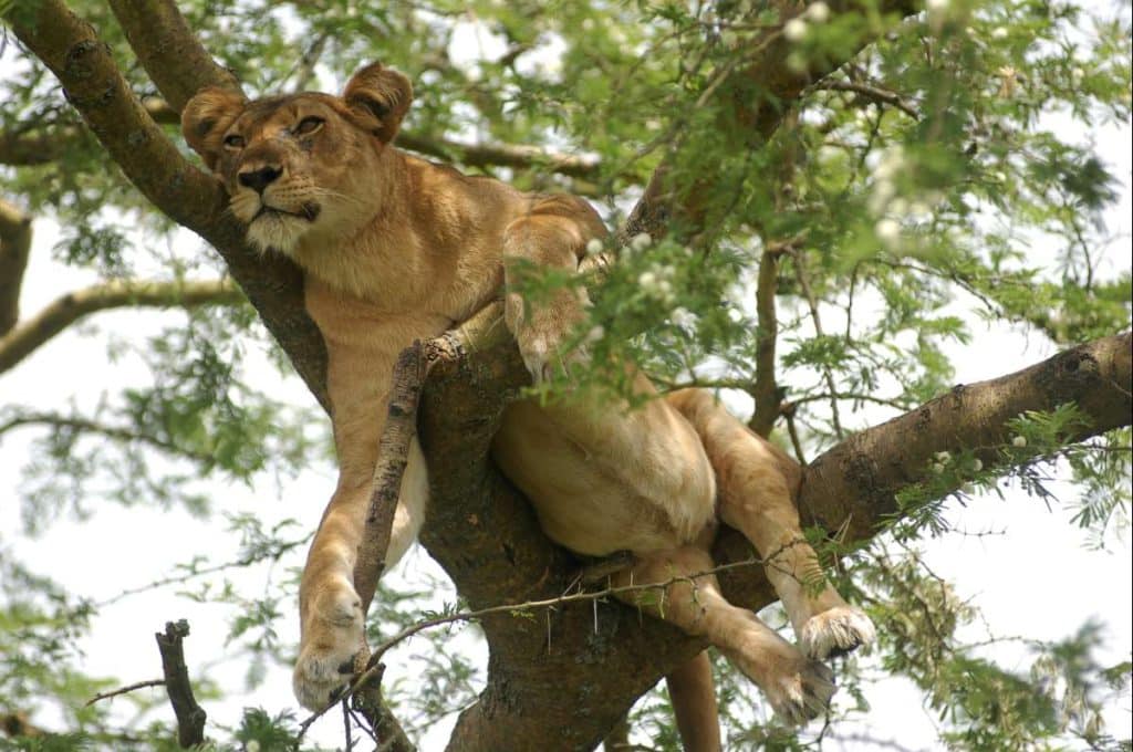 Best Time to Visit Uganda - September - Cheetah Safaris