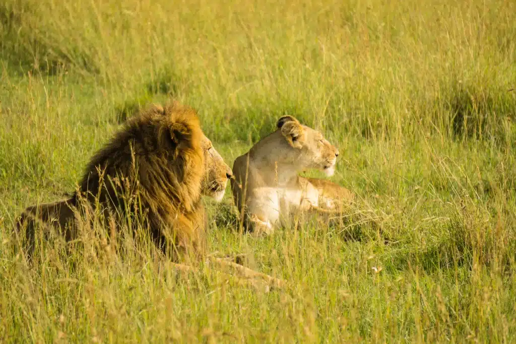 Best Time to Visit Uganda - September - Cheetah Safaris
