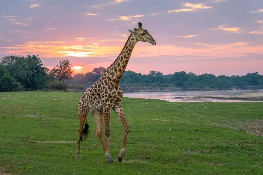 Best Time to Visit Zambia - April - Cheetah Safaris