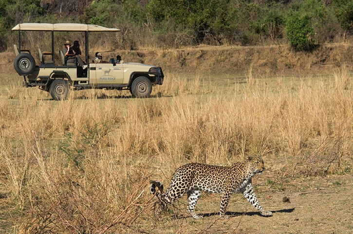 Best Time to Visit Zambia - August - Cheetah Safaris
