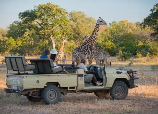 Best Time to Visit Zambia August Cheetah Safaris