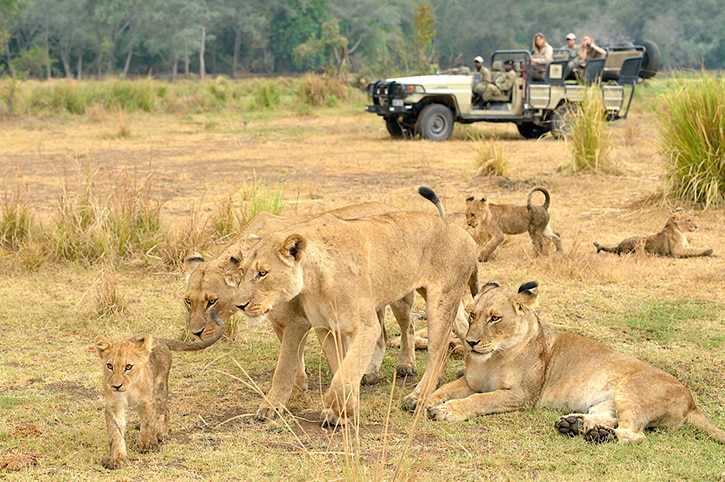 Best Time to Visit Zambia - December - Cheetah Safaris