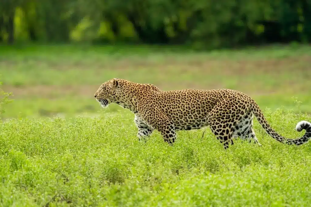 Best Time to Visit Zambia - February - Cheetah Safaris