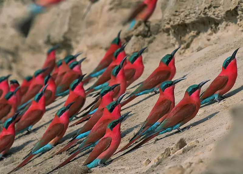 Best Time to Visit Zambia - February - Cheetah Safaris