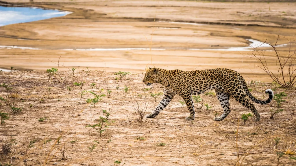 Best Time to Visit Zambia - June - Cheetah Safaris