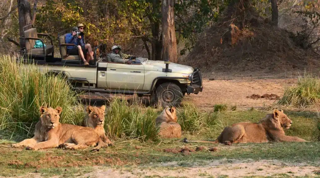 Best Time to Visit Zambia - November - Cheetah Safaris