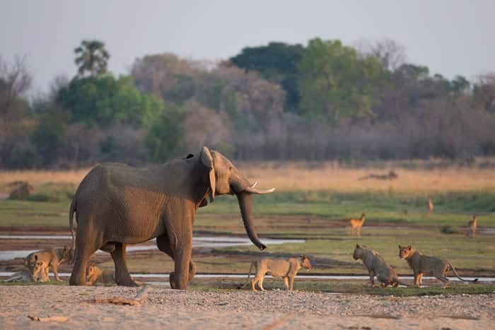 Best Time to Visit Zambia - September - Cheetah Safaris