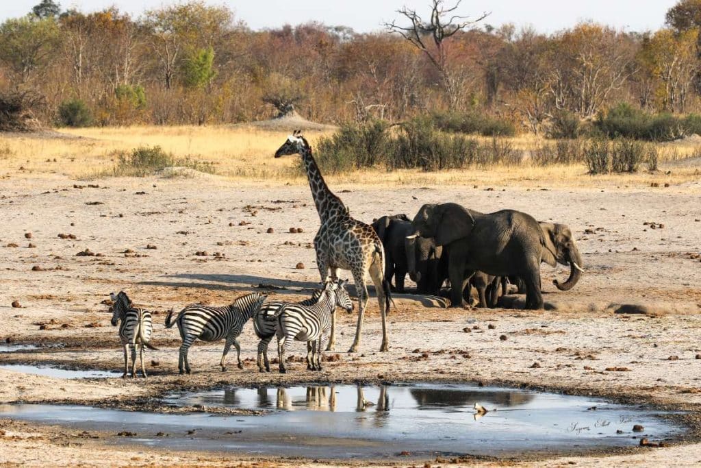 Best Time to Visit Zimbabwe - August - Family Safaris - Cheetah Safaris