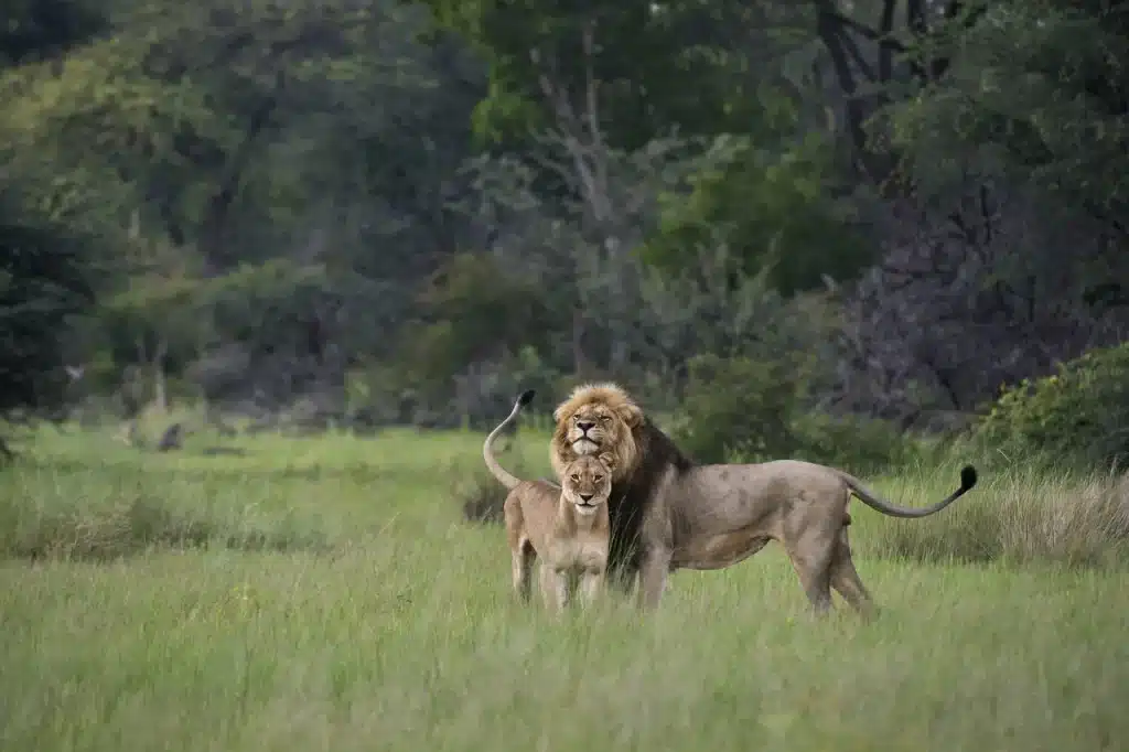 Best Time to Visit Zimbabwe - February - Cheetah Safaris
