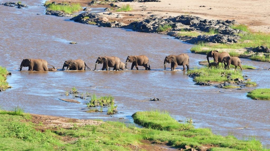 Best Time to Visit Zimbabwe - January - Cheetah Safaris