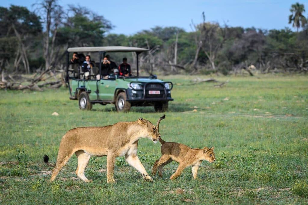 Best Time to Visit Zimbabwe - January - Cheetah Safaris