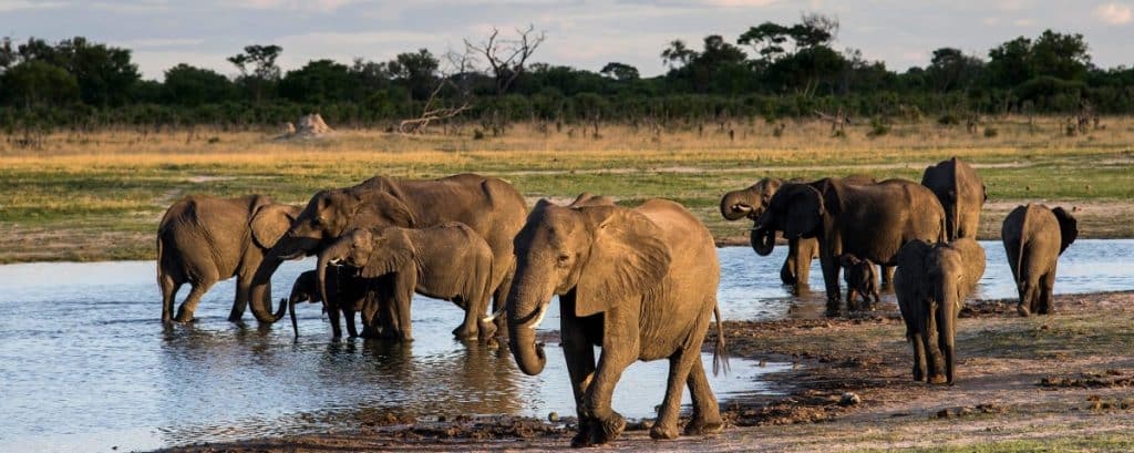 Best Time to Visit Zimbabwe - September - Cheetah Safaris