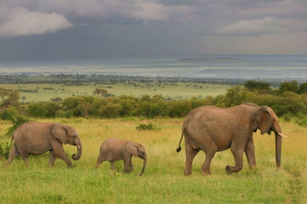 Kenya Safaris in October - Best time to visit Kenya for Safaris - Cheetah Safaris