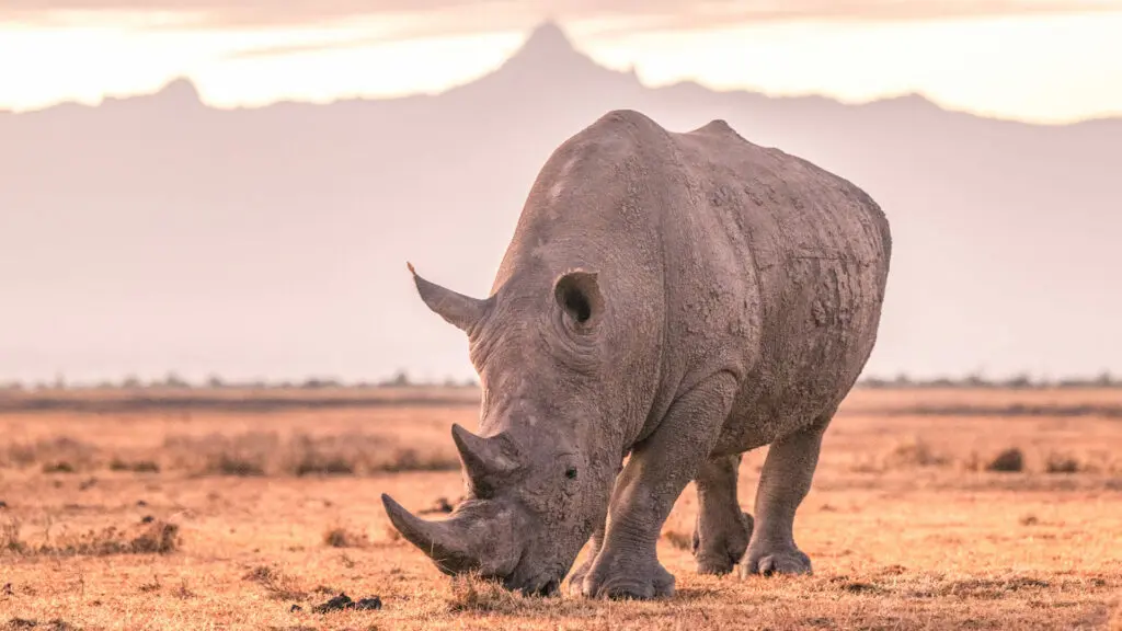 Kenya Safaris in September Best Time to Visit Kenya Cheetah Safaris