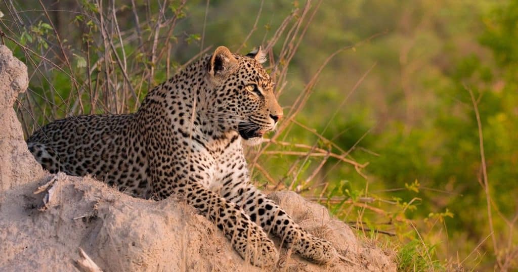 Best Time to Visit South Africa - April Safaris - Cheetah Safaris