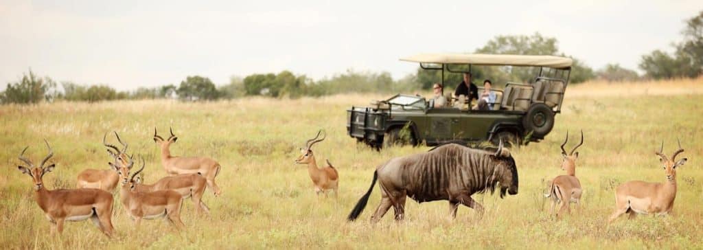 Best Time to Visit South Africa - August Safaris - Cheetah Safaris