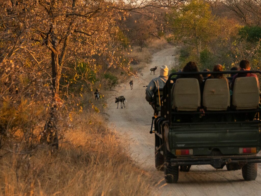 Best Time to Visit South Africa - August Safaris - Cheetah Safaris
