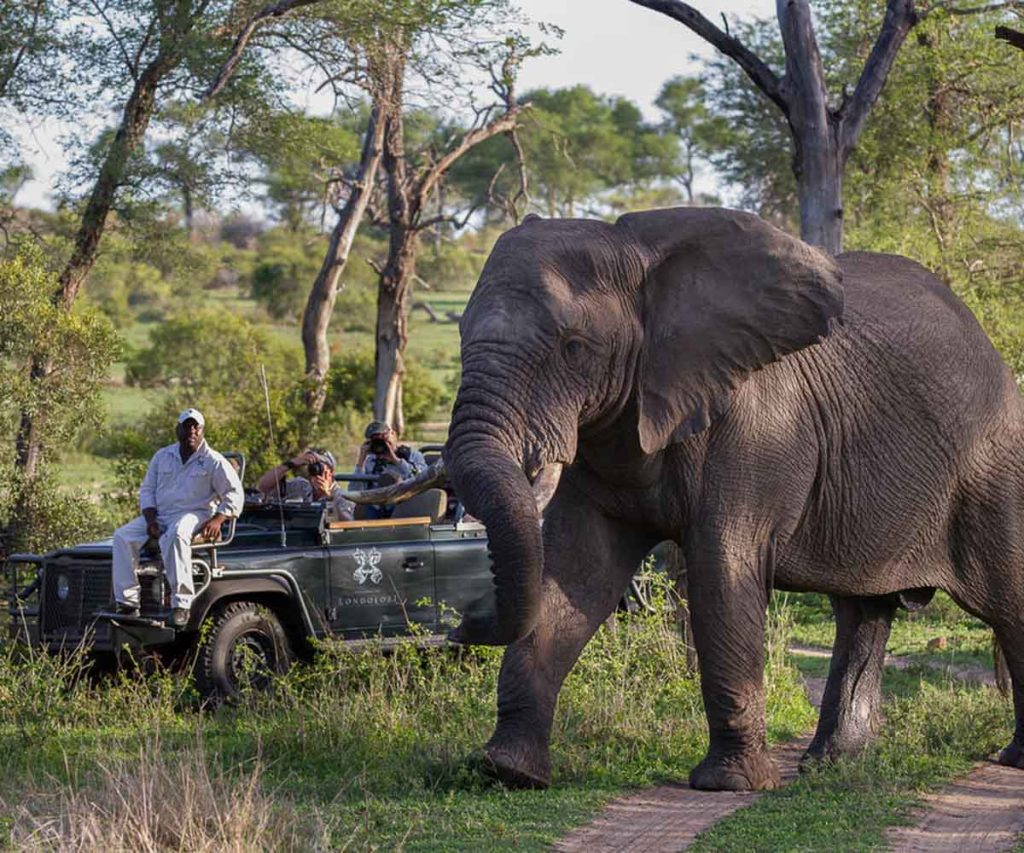 Best Time to Visit South Africa - December Safaris - Cheetah Safaris