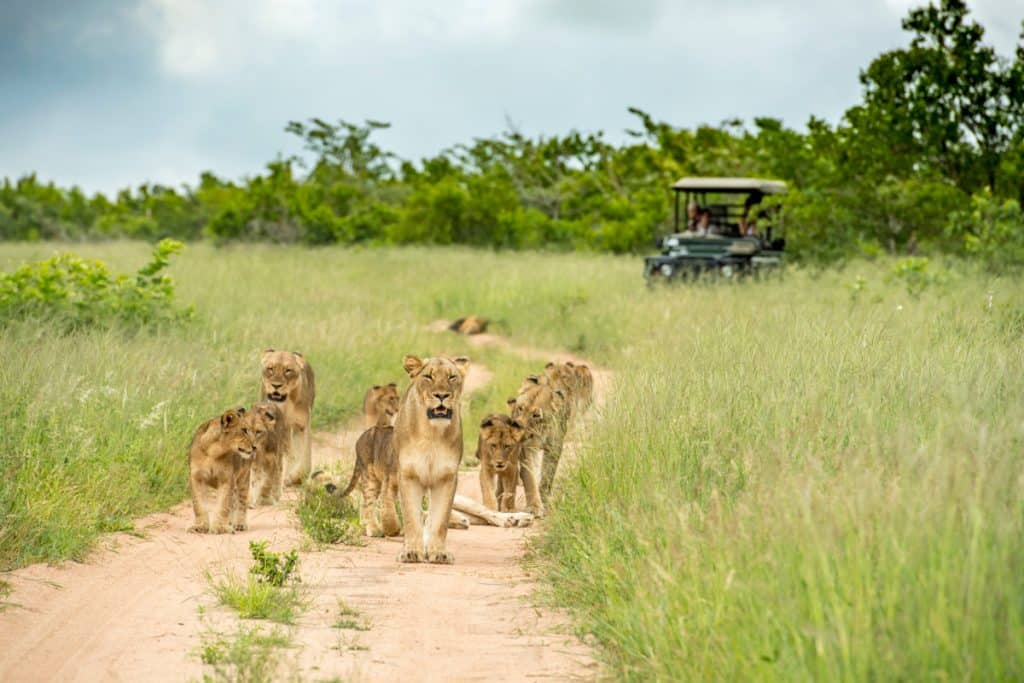 Best Time to Visit South Africa - February Safaris - Cheetah Safaris