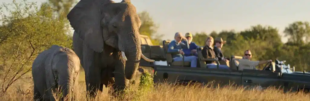 Best Time to Visit South Africa - January Safaris - Cheetah Safaris