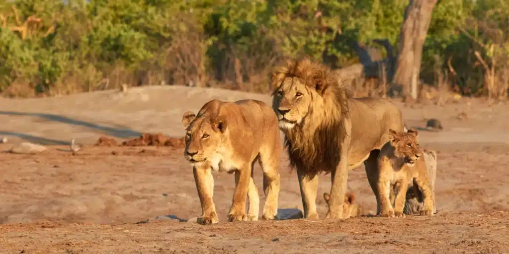 Best Time to Visit South Africa - January Safaris - Cheetah Safaris