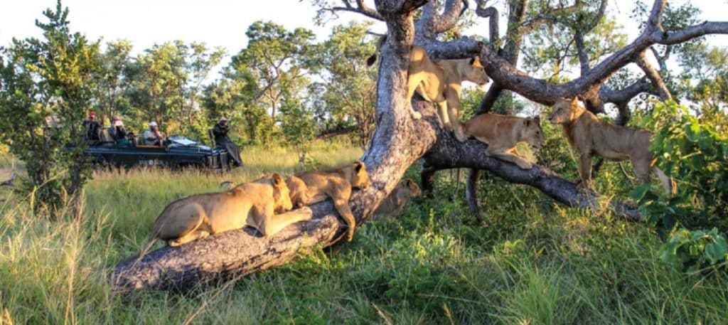 Best Time to Visit South Africa - July Safaris - Cheetah Safaris