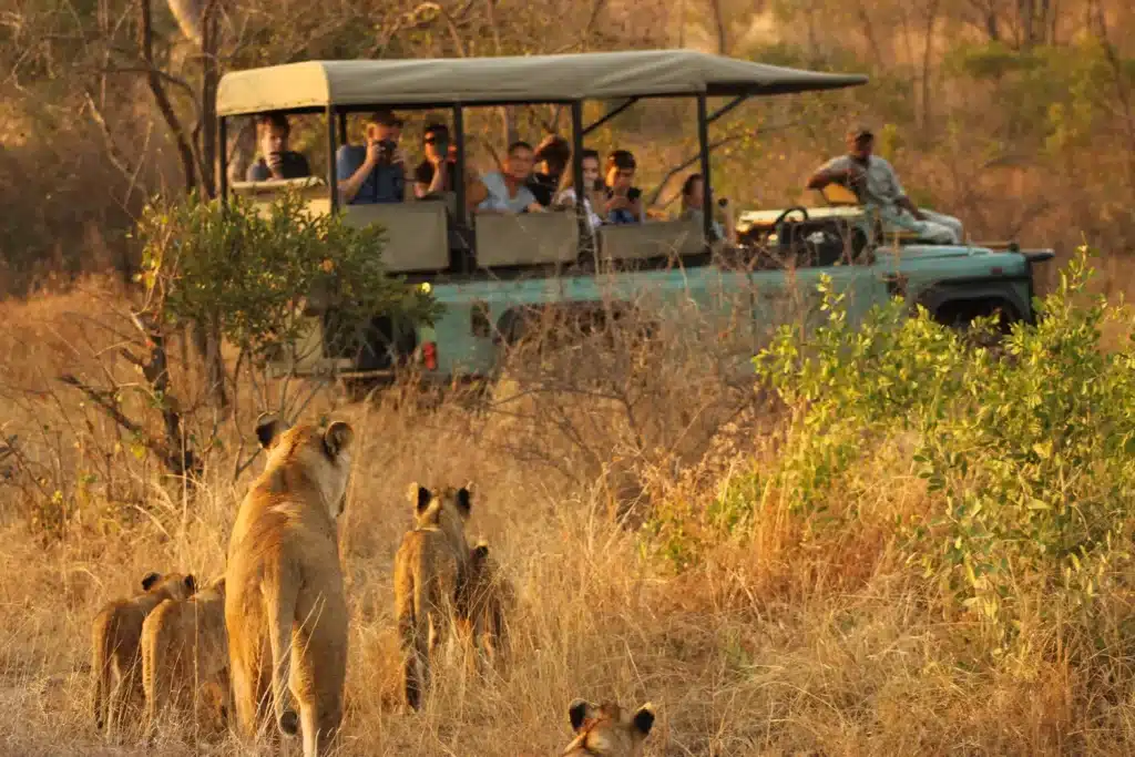 Best Time to Visit South Africa - July Safaris - Cheetah Safaris