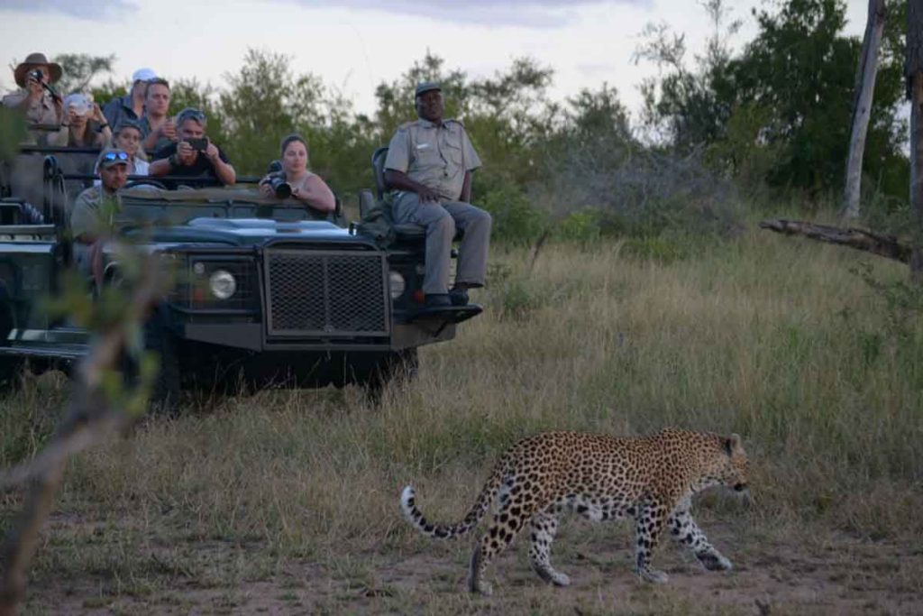 Best Time to Visit South Africa - March Safaris - Cheetah Safaris