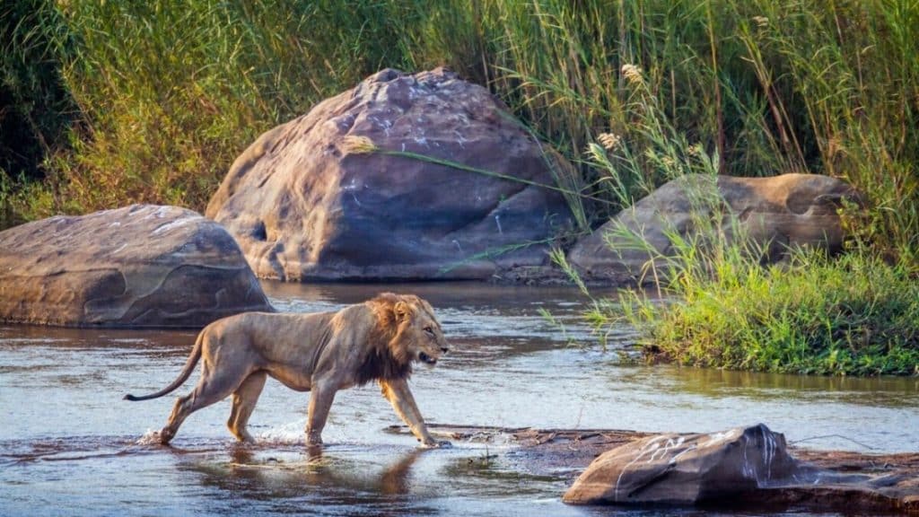 Best Time to Visit South Africa - March Safaris - Cheetah Safaris