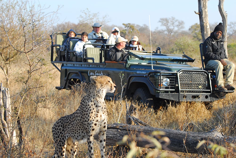 Best Time to Visit South Africa - May Safaris - Cheetah Safaris