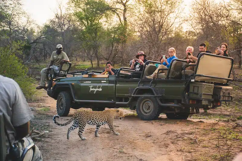 Best Time to Visit South Africa - November Safaris - Cheetah Safaris
