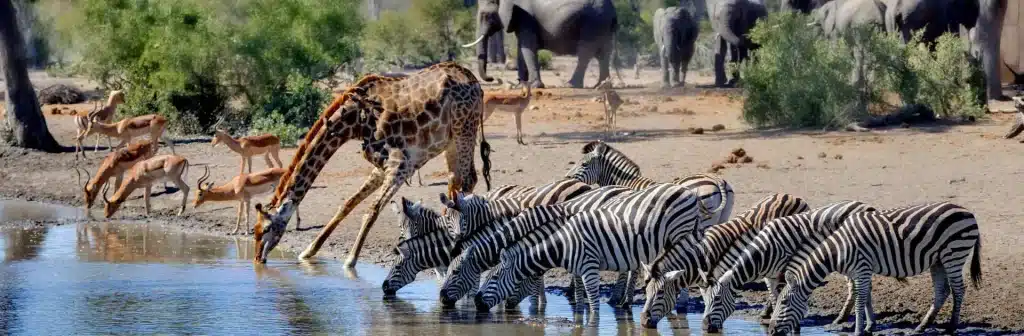 Best Time to Visit South Africa - October Safaris - Cheetah Safaris