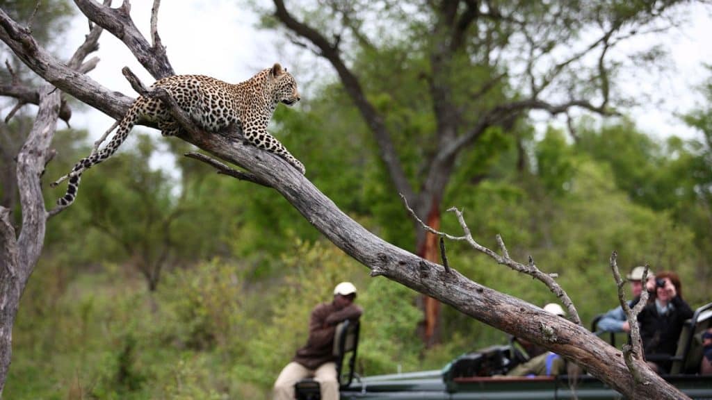 Best Time to Visit South Africa - September Safaris - Cheetah Safaris